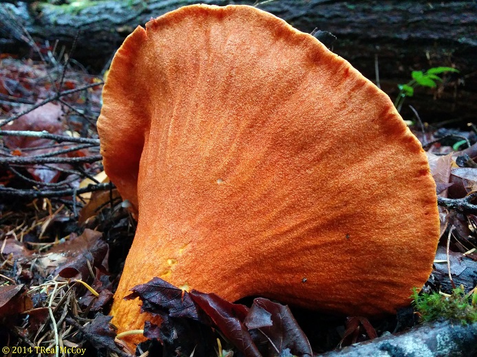 Lobster Mushroom (Hypomyces lactifluorum)