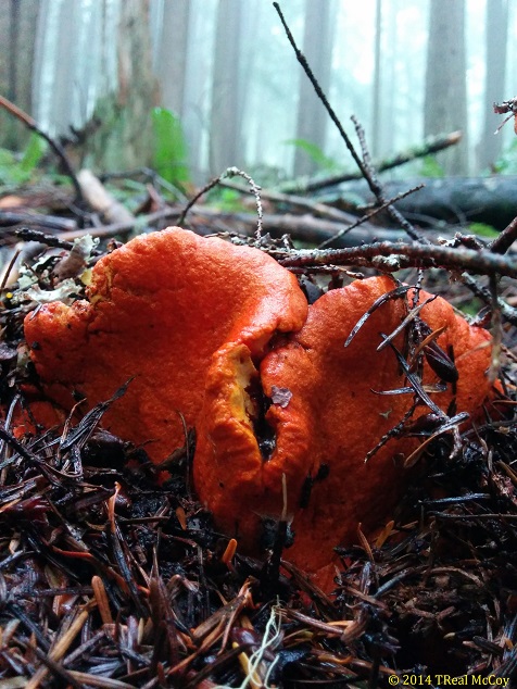 Lobster Mushroom