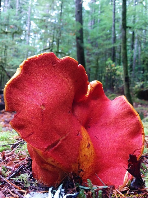 Lobster Mushroom