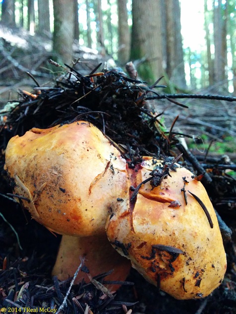 Lobster Mushrooms