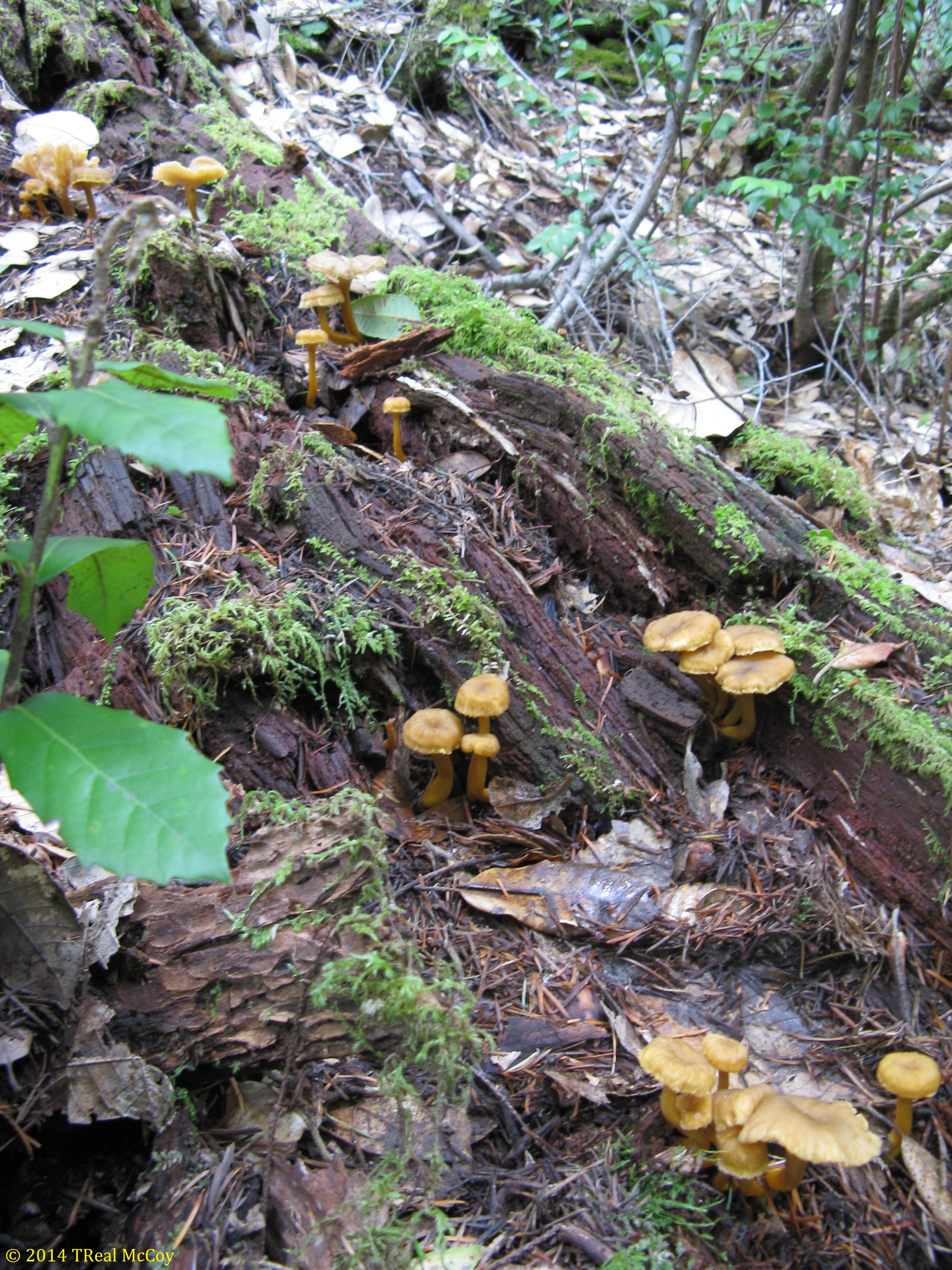 Yellowfoot Chanterelles Fresh and Dried Yellowfoot Mushrooms