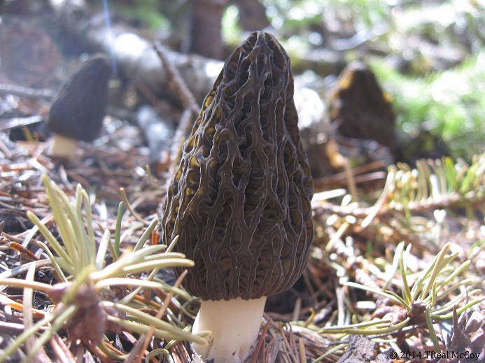 Black Morel Mushrooms Fresh and Dried Morels for Sale