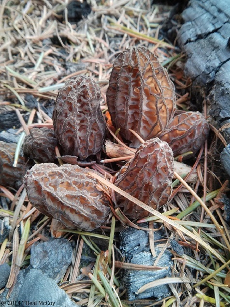 Morels