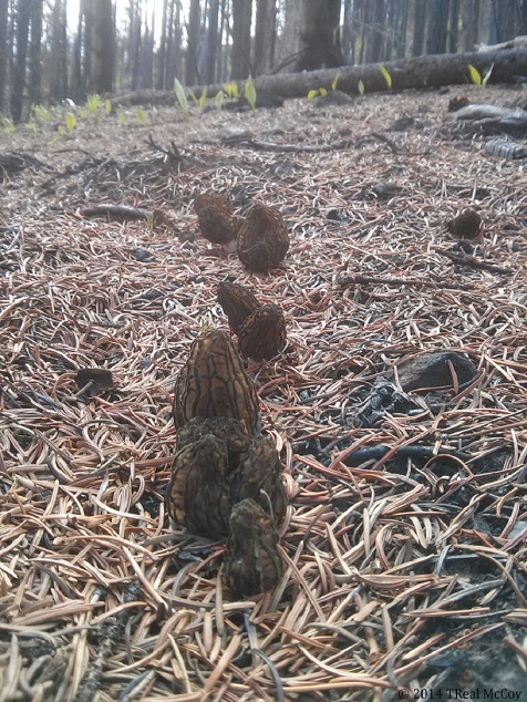 Black Morels