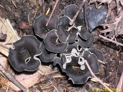 Black Trumpet Mushrooms