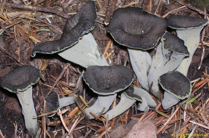 Black Trumpet Mushrooms