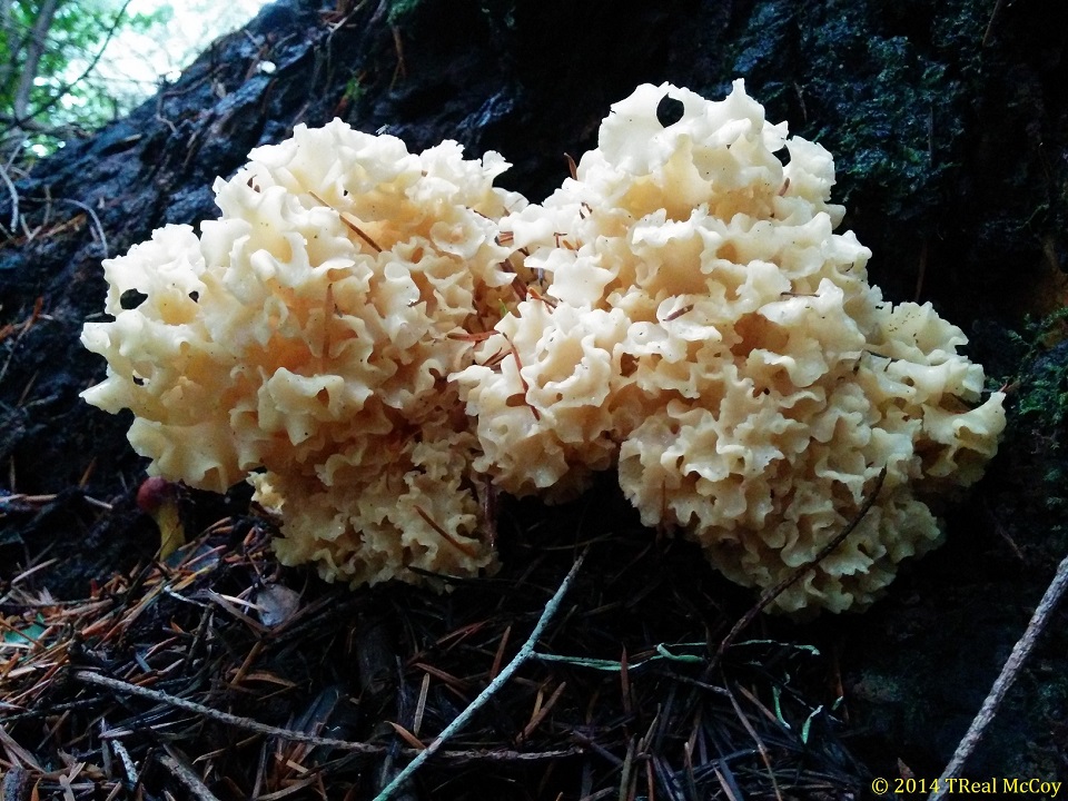 Cauliflower Mushroom