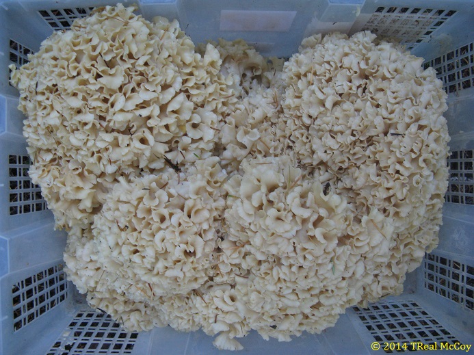 Cauliflower Mushroom (Sparassis crispa) Basket