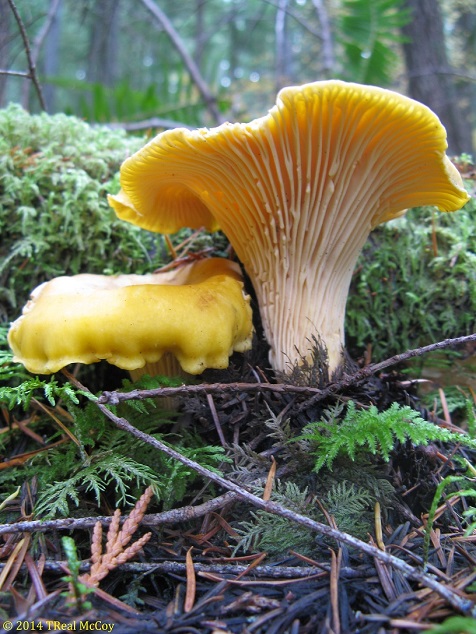 Chanterelle Mushrooms