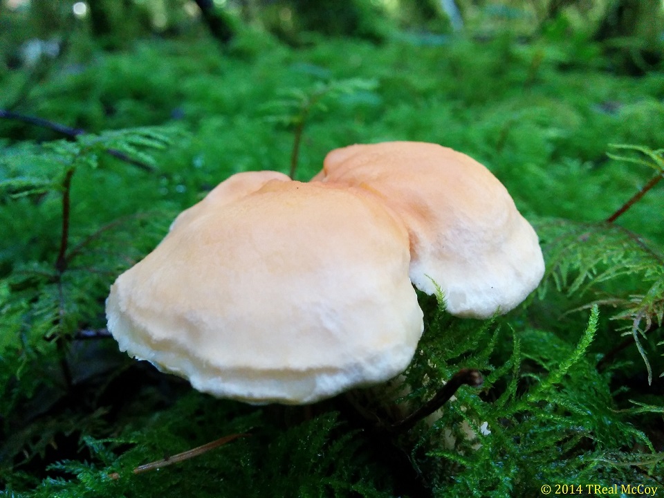 Hedgehog Mushroom