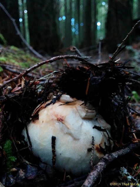 Forest Matsutake Mushroom