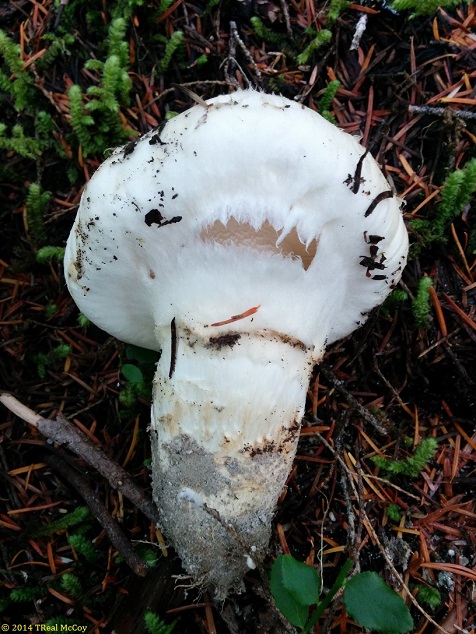 Harvest Matsutake Mushroom