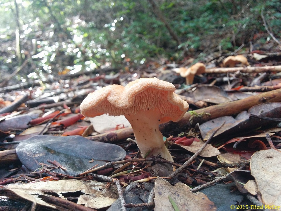 Hedgehog Mushroom