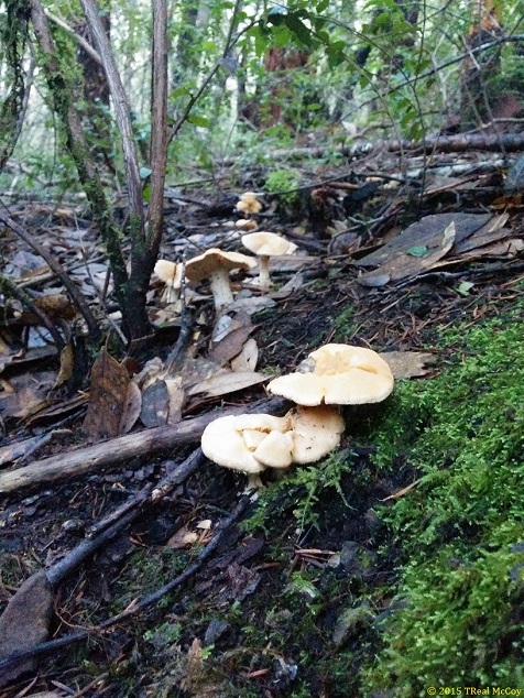 Hedgehog Mushrooms