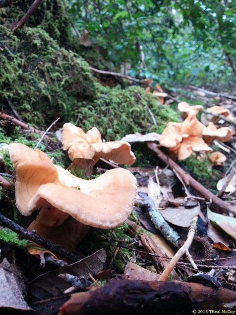 Hedgehog Mushrooms