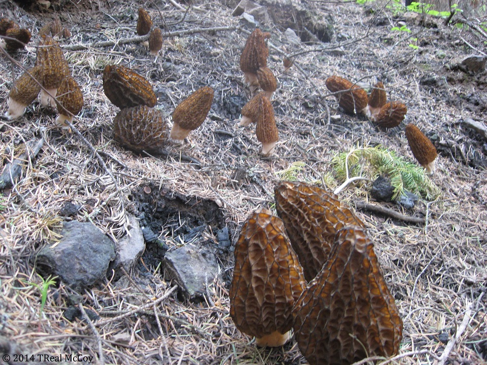 Large Morel Mushrooms