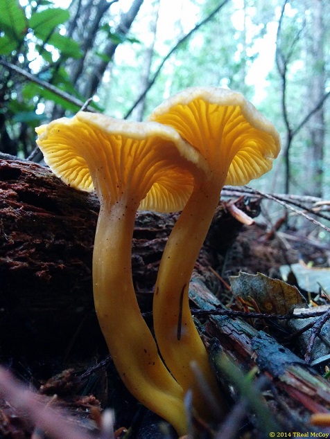 Two Yellowfoot Chanterelles