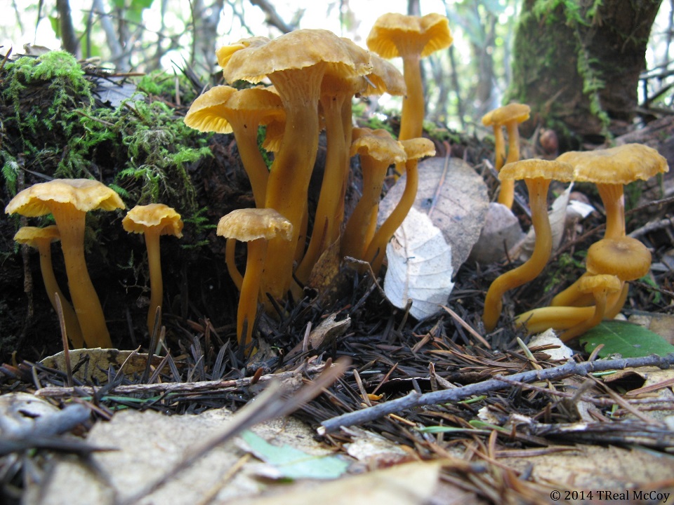 Yellowfoot Chanterelle Mushrooms